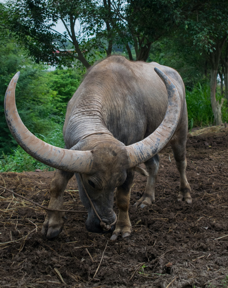 Miriam The Water Buffalo
