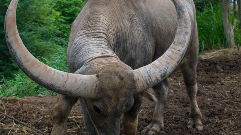 Shadows Of The Ambassadorial Halls